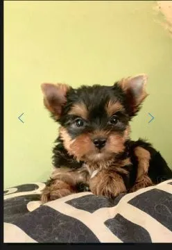 Urocze szczenięta yorkshire terrier do adopcji e-mail:.. {{amandinelisa01@gmail.com}}, , Opole