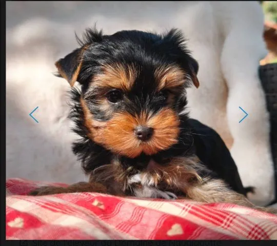 Urocze szczenięta yorkshire terrier do adopcji e-mail:.. {{amandinelisa01@gmail.com}}, , Opole