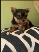 Urocze szczenięta yorkshire terrier do adopcji e-mail:.. {{amandinelisa01@gmail.com}}