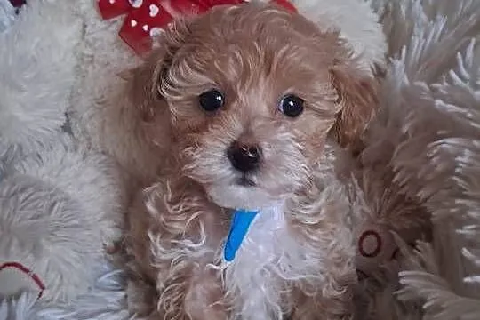 Maltipoo piesek mama maltańczyk tata pudel toy red