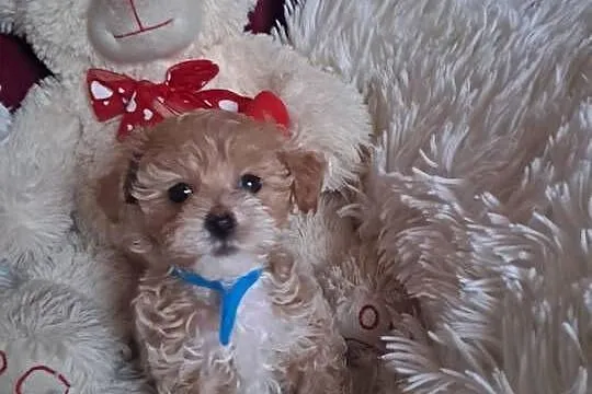 Maltipoo piesek mama maltańczyk tata pudel toy red, Świętokrzyskie, Busko-Zdrój