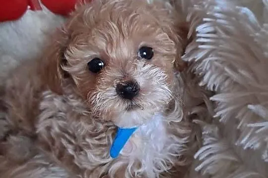 Maltipoo piesek mama maltańczyk tata pudel toy red, Świętokrzyskie, Busko-Zdrój
