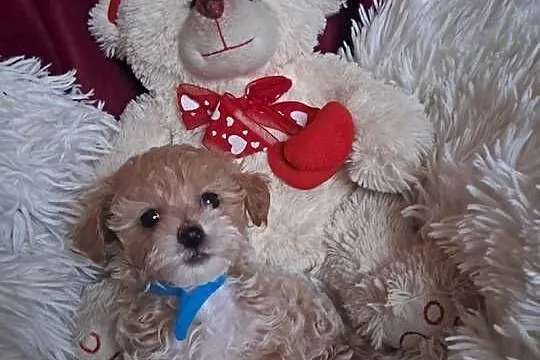 Maltipoo piesek mama maltańczyk tata pudel toy red, Świętokrzyskie, Busko-Zdrój