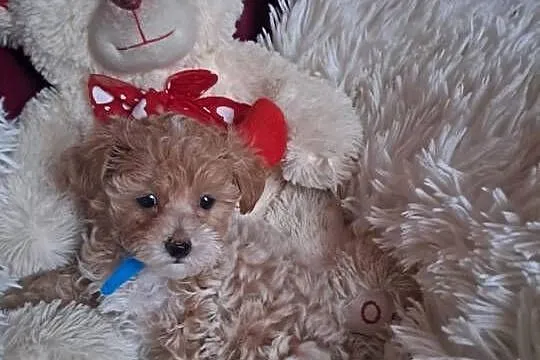 Maltipoo piesek mama maltańczyk tata pudel toy red, Świętokrzyskie, Busko-Zdrój