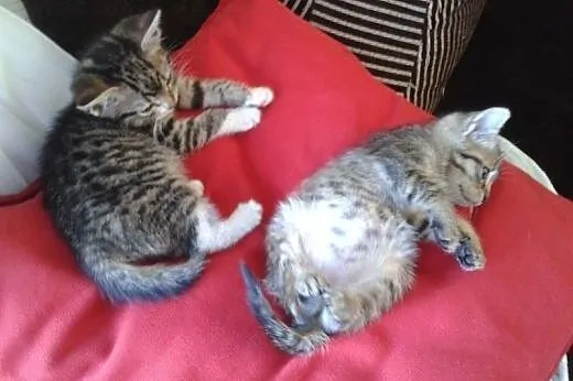 PILNIE ODDAM ,  mazowieckie Marki