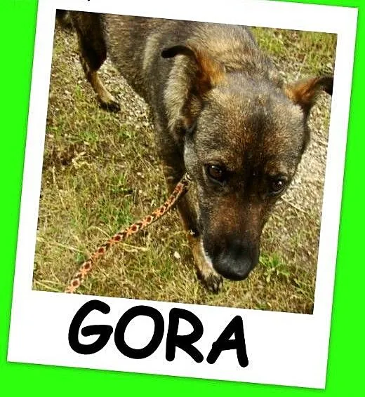 Średnia, grzeczna, spokojna,kontaktowa suczka GORA