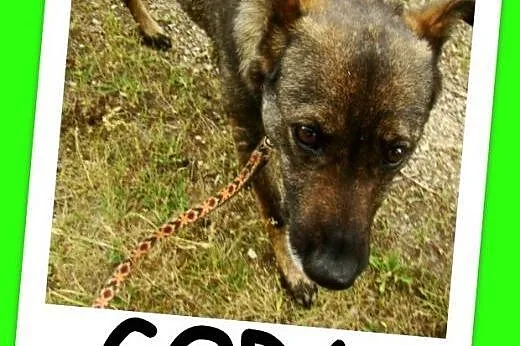 Średnia, grzeczna, spokojna,kontaktowa suczka GORA