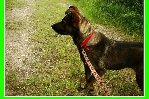 Średnia, grzeczna, spokojna,kontaktowa suczka GORA