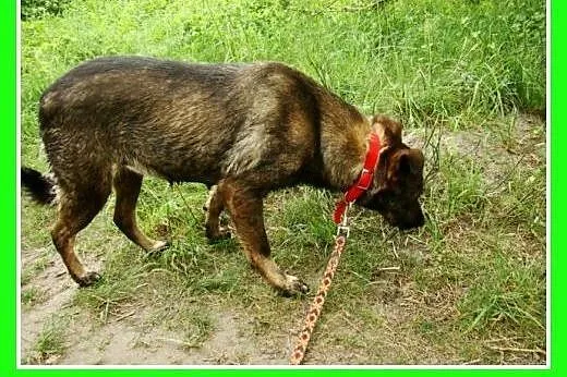 Średnia, grzeczna, spokojna,kontaktowa suczka GORA