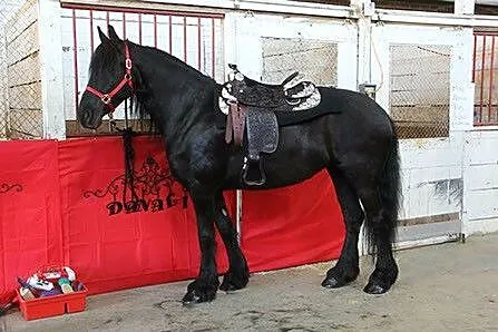 Czarny młody koń fryzyjski Klacz gotowy do nowego 
