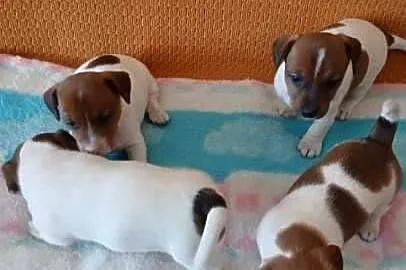 Jack Russell Terrier - suczka, Łódzkie, Grabów