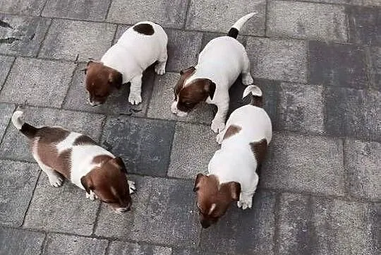 Jack Russell Terrier - suczka, Łódzkie, Grabów
