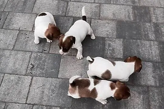 Jack Russell Terrier - suczka, Łódzkie, Grabów