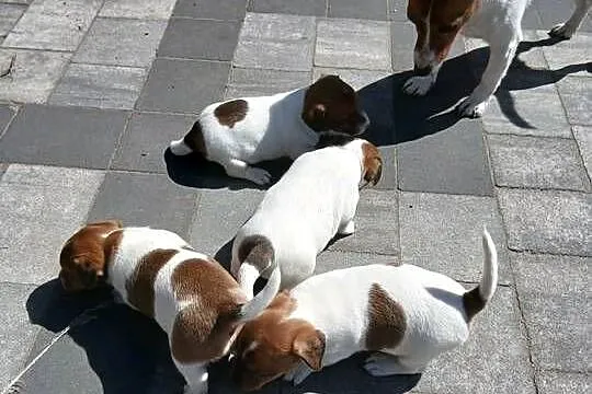 Jack Russell Terrier - suczka, Łódzkie, Grabów