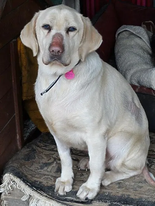 Sonia podaruj labradorce dom