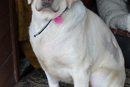 Sonia podaruj labradorce dom