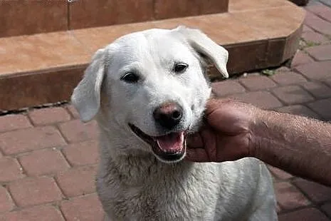 Fiona w typie labradora do adopcji,  mazowieckie Warszawa