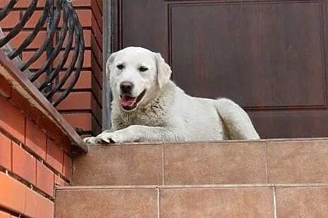 Fiona w typie labradora do adopcji,  mazowieckie W