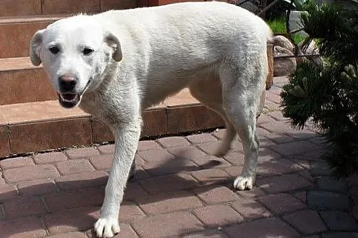 Fiona w typie labradora do adopcji,  mazowieckie W