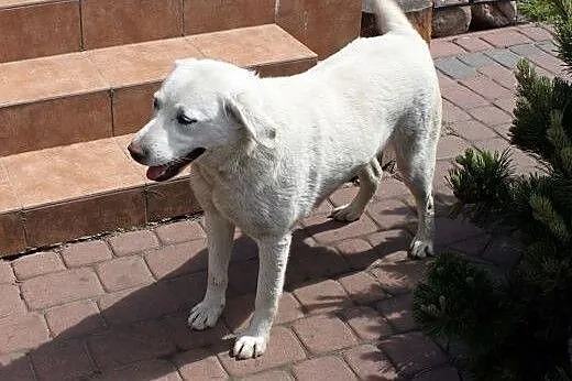 Fiona w typie labradora do adopcji,  mazowieckie W