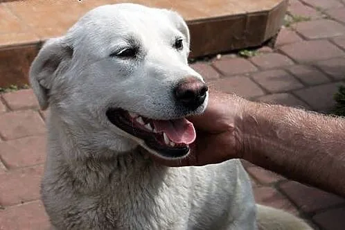 Fiona w typie labradora do adopcji,  mazowieckie W
