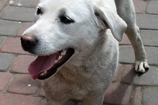 Fiona w typie labradora do adopcji,  mazowieckie W