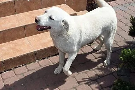Fiona w typie labradora do adopcji,  mazowieckie W
