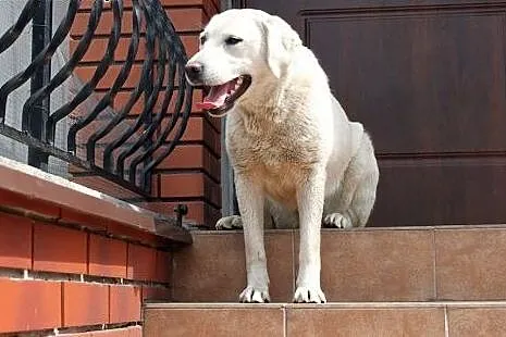 Fiona w typie labradora do adopcji,  mazowieckie W