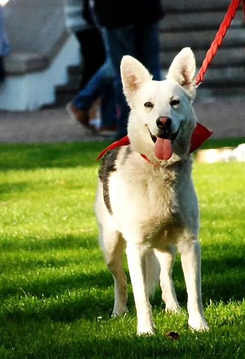 Kodi młody, nieśmiały husky mix owczarek ADOPCJA