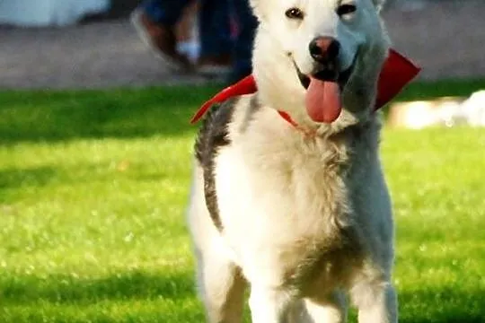 Kodi młody, nieśmiały husky mix owczarek ADOPCJA