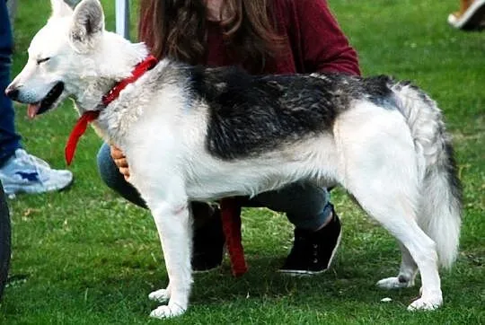 Kodi młody, nieśmiały husky mix owczarek ADOPCJA
