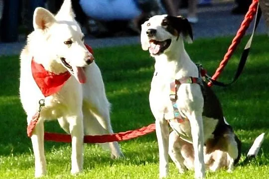 Kodi młody, nieśmiały husky mix owczarek ADOPCJA
