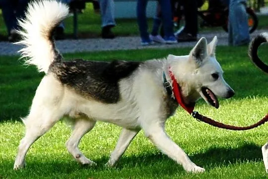 Kodi młody, nieśmiały husky mix owczarek ADOPCJA