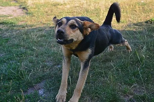Bezdomna sunia pilnie szuka domu