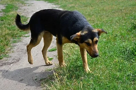 Bezdomna sunia pilnie szuka domu