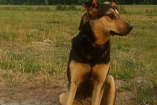 Bezdomna sunia pilnie szuka domu