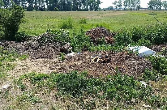 Bezdomna sunia pilnie szuka domu