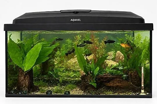 Akwarium 50l z wyposażeniem, rybkami i roślinami