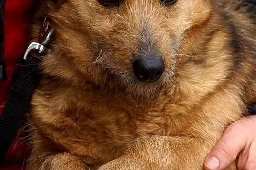 Tosia mała sunia szuka nowego domu,  Kundelki cała