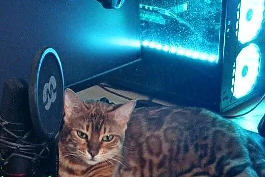 Sprzedam 2 śliczne Kotki Bengalskie