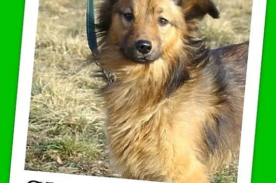 12 miesięczny piesek SKIN,średni 12 kg, bardzo radosny_Adopcja_