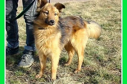 12 miesięczny piesek SKIN,średni 12 kg, bardzo rad