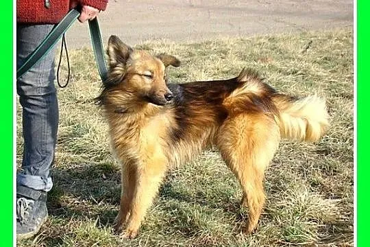 12 miesięczny piesek SKIN,średni 12 kg, bardzo rad