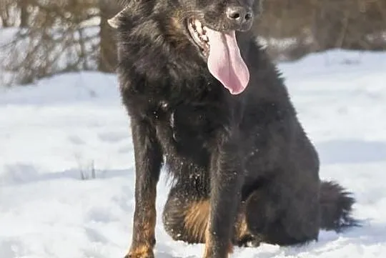 Piękny Zefir szuka domu, Śląskie, Bytom