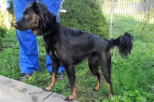 Piękny Zefir szuka domu, Śląskie, Bytom