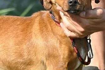 Romcia młodziutka (roczna), wesoła suczka prawie j