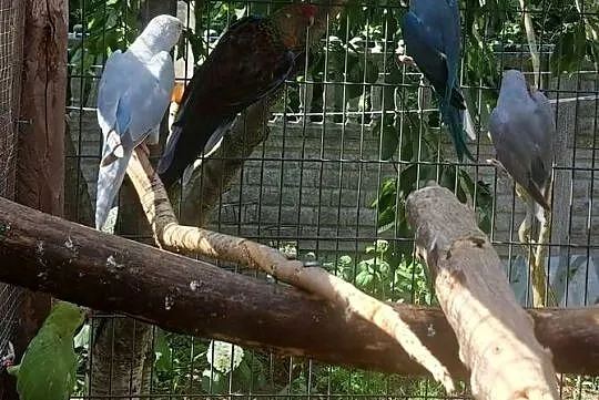 Sprzedam papugi aleksandretty
