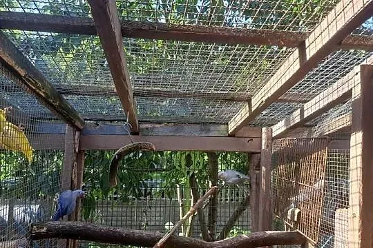 Sprzedam papugi aleksandretty, Wielkopolskie, Turek