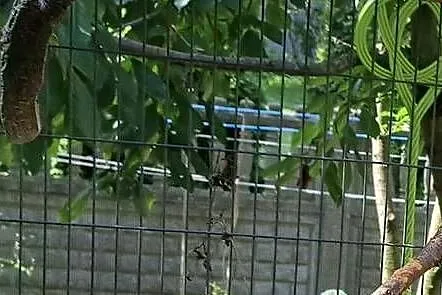 Sprzedam papugi aleksandretty, Wielkopolskie, Turek