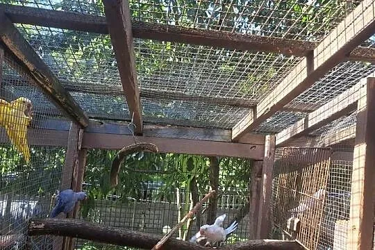 Sprzedam papugi aleksandretty, Wielkopolskie, Turek